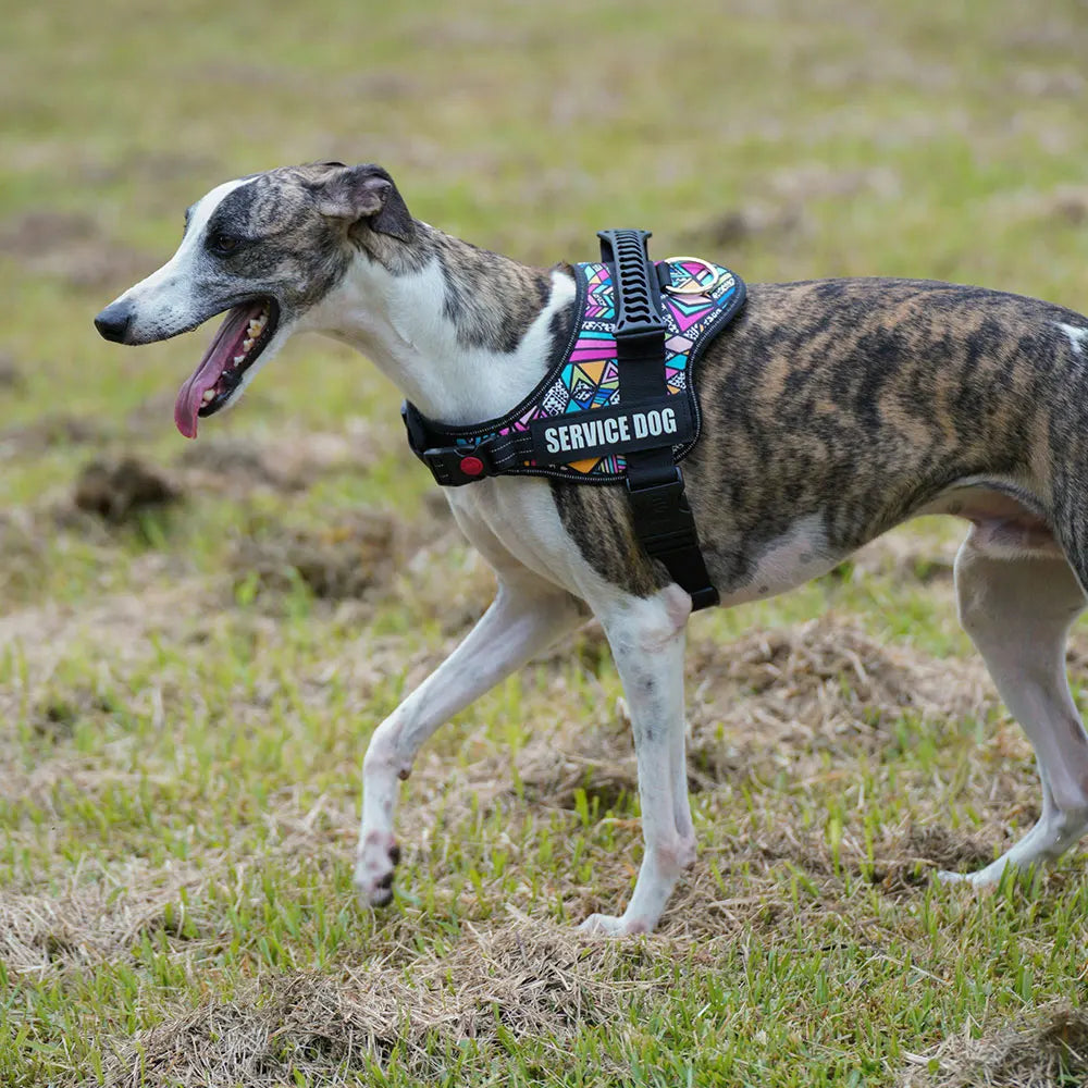 Pet Customizable Harness Vest for Small Medium Large Dog Classic Luxury Walking Dog Harness Adjustable No Pull Safe Pet Supplies